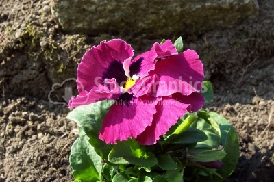 3 pink pansy