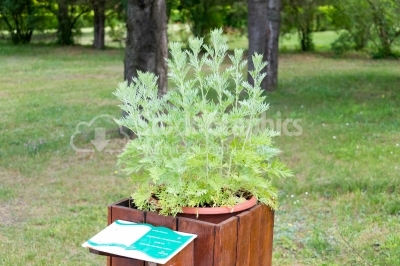 Artemisia Absinthium plant in the botanical garden 