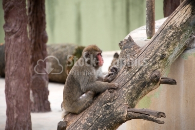 Baboon Monkey 