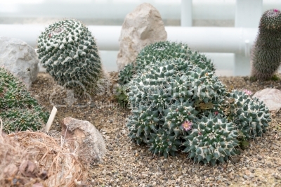 Barrel Cactuses in a formal garden