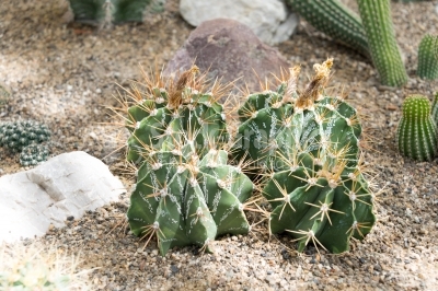 Barrel Cactuses in dry Environment 