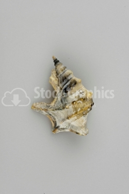 Beautiful conch shell - Stock Image