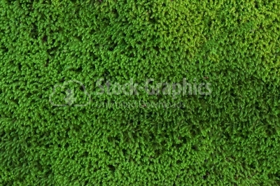 Beautiful green moss