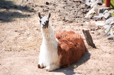 Beautiful lama sitting on the ground