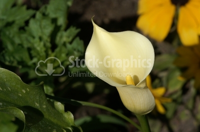 Beautiful white calla lily - Stock Image