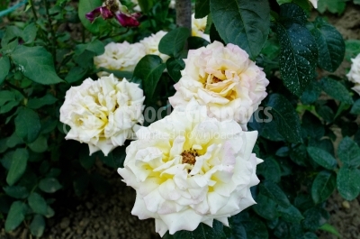 Beautiful white rose photo