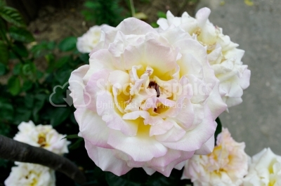 Beautiful white rose photo