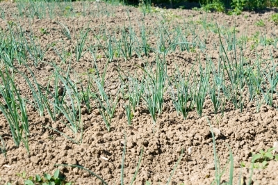 Bed of growing onions