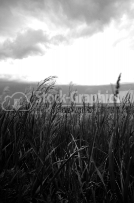 Black and white field