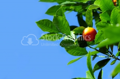 Branches with ripe tangerine