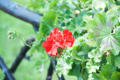 Bright red geranium flowers on a background of green.