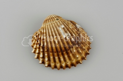Brown and white scallop Seashell 