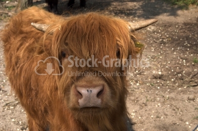 Brown Cow - Stock Image