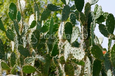 Cactus - Stock Image