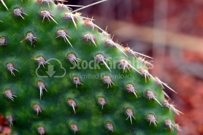 Cactus background 