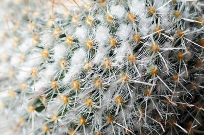 Cactus Macro