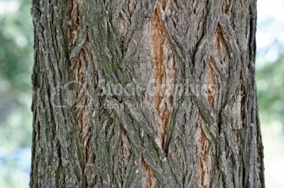 Close up tree trunk 