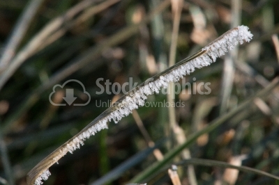 Cold Hard Hoarfrost on blades of grass