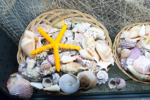 Collection of marine organisms