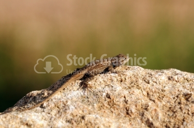 Common Lizard, vivipara, single animal in Dorset
