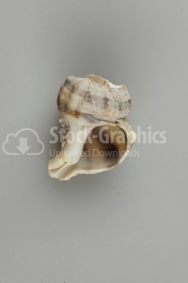 Conch shell  Image