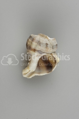 Conch shell - Stock Image