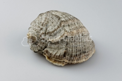 Conch shell - Stock Image