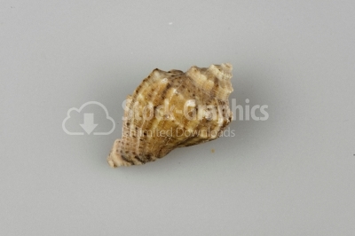 Conch shell image - Stock Image
