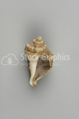 Conch shell photo - Stock Image