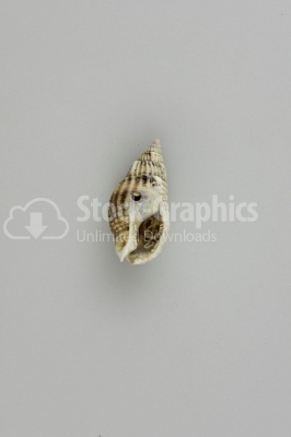Conch shell photo