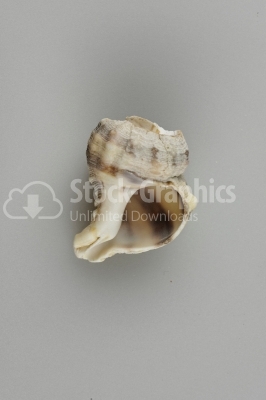 Conch shell photo on white