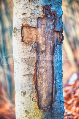 Cross carved in tree bark