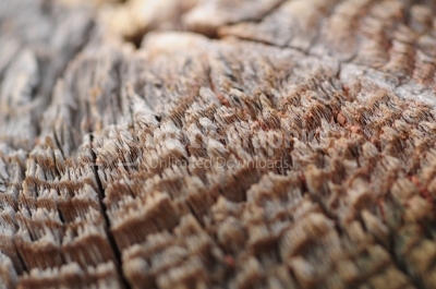 Cross section of dried wood core