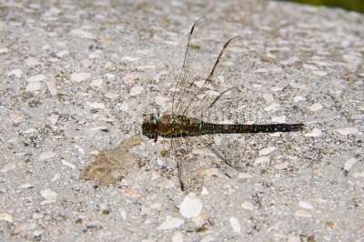 Dead dragonfly sitting on a wall