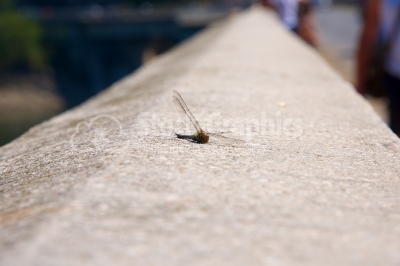Dragonfly sitting on a wall