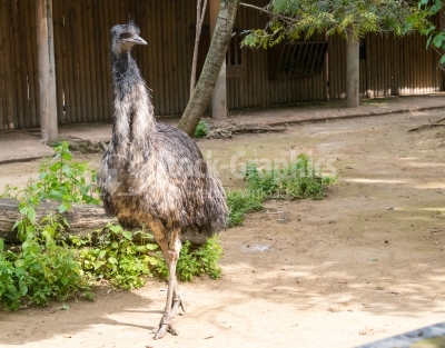 Emu walking in the zoo