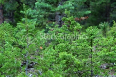 Fir tree forest in morning time
