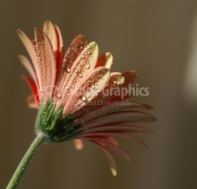 Flower chrysanthemum with rain drops