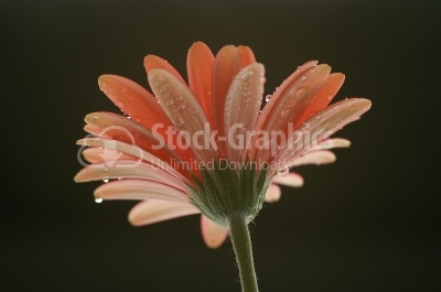 Flower chrysanthemum with rain drops
