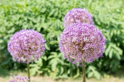 Flower heads of Allium Giganteum