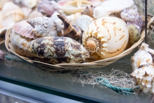 Focus on group of shells in a basket