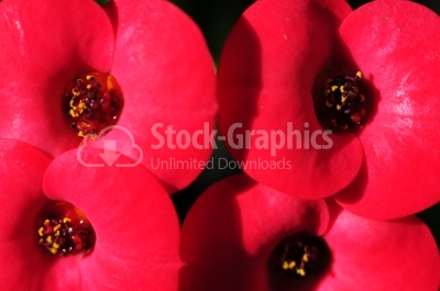 Four Red Flowers - Macro Photo