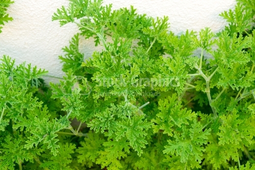 Frehness of herbs in summer