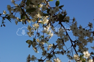 Fresh Cherry Blossom Sprig - Stock Image