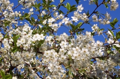 Fresh Cherry Blossom Sprig - Stock Image