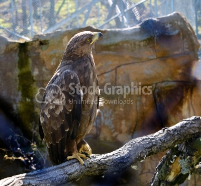 Golden Eagle (Aquila chrysaetos) perched on branch