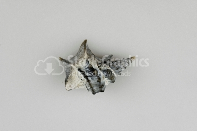 Gray conch shell - Stock Image