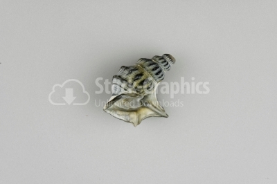 Gray conch shell photo