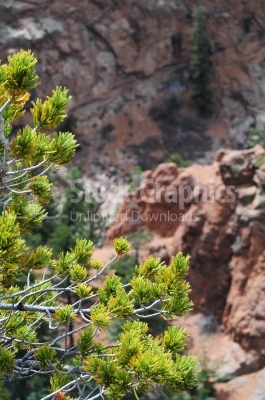 Green branch and red rocks