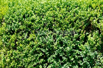 Green bush